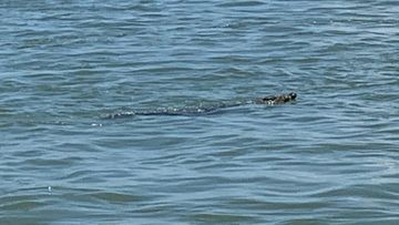 A three-metre saltwater crocodile has made its way into Queensland&#x27;s Gladstone Harbour after this week&#x27;s torrential rains. 