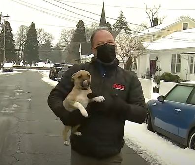 Puppy interrupts fox news broadcast