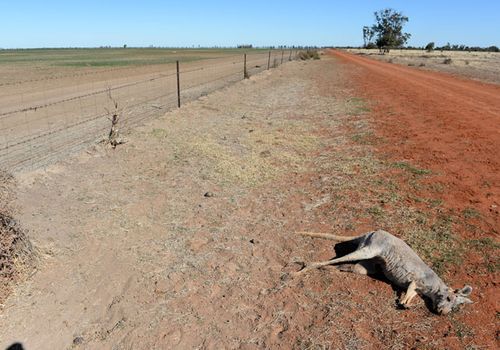 Many animals are struggling to find food and water.