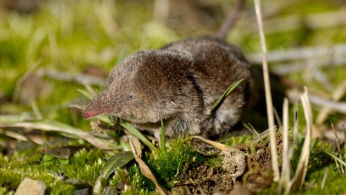 Shrew (Sorex araneus)