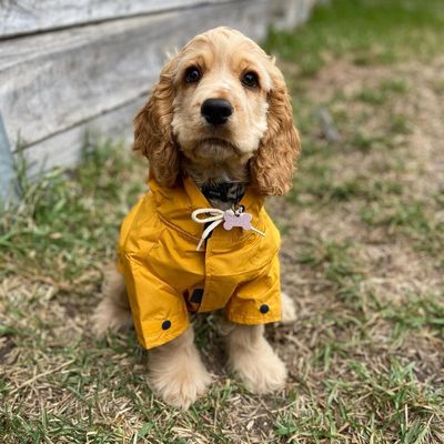 Kmart drops $10 raincoats for dogs