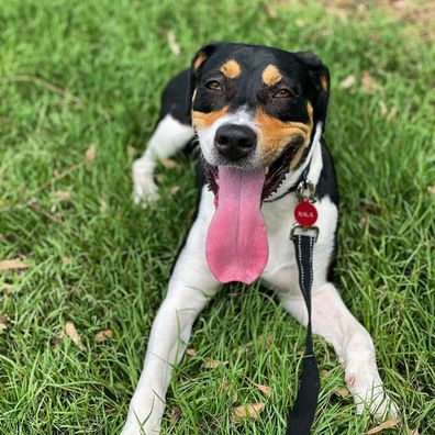 Nala the dog on grass, tongue out.