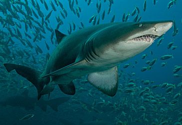 When did the grey nurse become the world's first protected shark species?