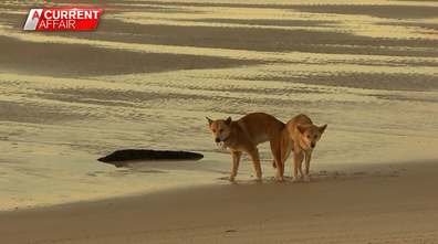 can dingoes mate with dogs