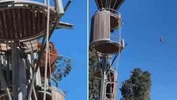 A fed-up orangutan flung a trespassing possum from its enclosure at Perth Zoo.
