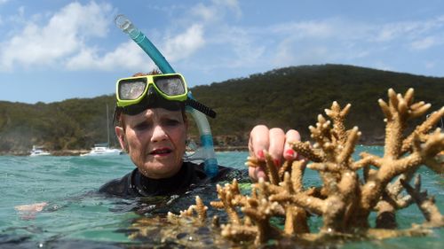One Nation Senator Pauline Hanson inspects coral during a visit to the Great Barrier Reef off Great Keppel Island, Queensland on November 25, 2016. (AAP)