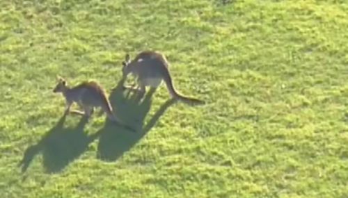 The child suffered facial lacerations as a result of the kangaroo attack. (9NEWS)