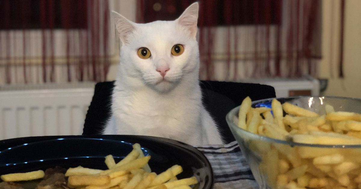Food cats should avoid that can cause stomach upset and serious disease