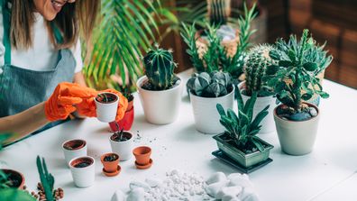 indoor plants