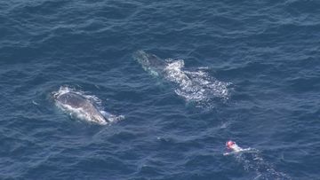 A whale is trapped in ropes off the coast near Nowra Head. Another whale is swimming along side the trapped whale.