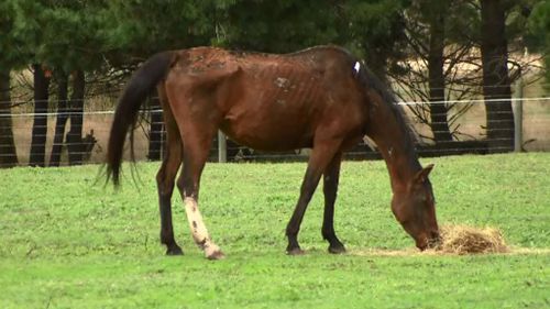 More than a dozen starving horses seized from Victorian farm