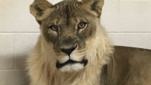 Lab results have revealed Bridget the African lioness has an elevated level of androstenedione, a hormone which can contribute to developing male features.