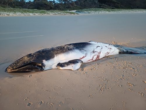 Fraser Island news: Whale calf euthanised after stranding on K'gari