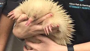  Vet Cindy Jarrett and vet nurse Melanie Puggioni with rare albino echidna &#x27;Mr Spike&#x27; before being placed into WIRES care 
