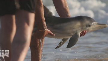 Baby dolphin rescued from Moana beach in Adelaide.