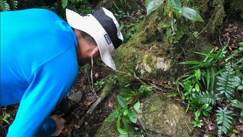 Dr Ashley Field at the rediscovery of Hymenophyllum whitei.