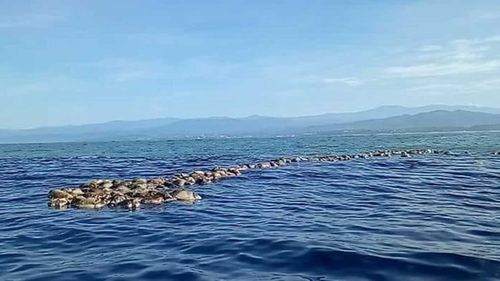 The line of dead turtles shows the length of the fishing line.