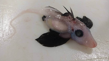 Niwa scientists have made a rare discovery, uncovering a newly-hatched ghost shark from deep waters off NZ&#x27;s east coast.