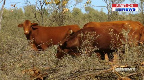 Cattle studs are being forced to sell stock to save their farms.