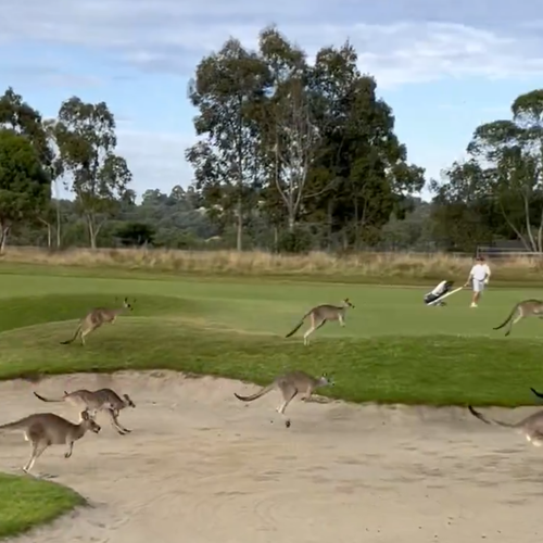 Golfer Stephen Roche must have thought he'd gone hopping mad when he saw the stream of 'roos approaching him.