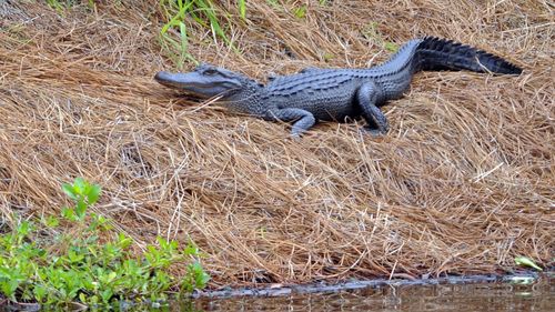 Alligator kills woman trying to protect her dog at resort