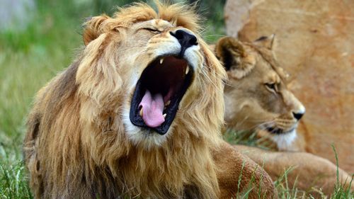 Lion kills American tourist at South African game park