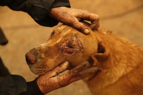 Cathy Falon's dog Shiloh was burned when a wildfire scorched their Paradise, California property.