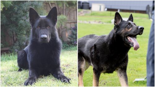 Police dogs Flynn and Ingo. (Supplied)