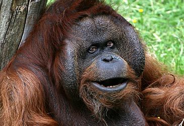 What is the conservation status of the Bornean orangutan?