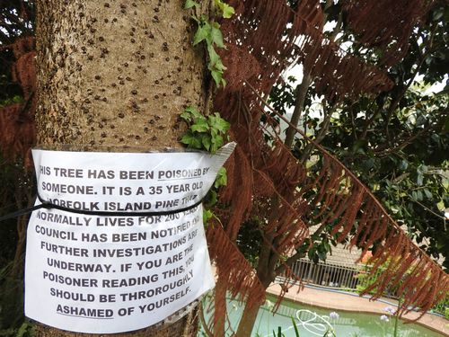 Andy posted this notice to his 30-year-old Norfolk pine after he found out someone had poisoned it.