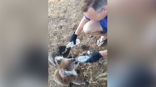 Two koalas were caught on camera drinking from water bottles yesterday. (Supplied: Robert Varley)