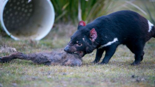 The devils will share the site with wallabies and wombats. (AAP)