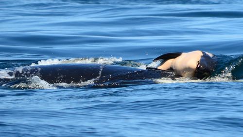 Whale carries dead calf for a week off US coast