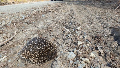 An echidna rests on the roadside.