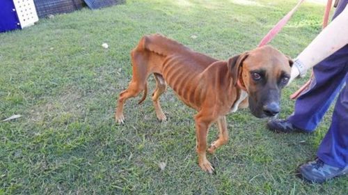 Emaciated dog recovering after being dumped at New South Wales pound