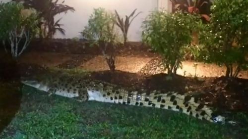 The unwelcome visitor was caught stalking the Port Douglas neighbourhood at night. (9NEWS)