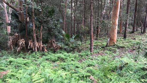 The palm marking Matthew's burial site has been transplanted into the Leveson backyard. (Image: 60 Minutes)