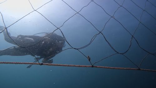 Effectiveness of shark nets questioned after fatal Sydney attack.