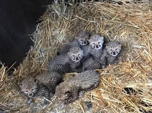 Six baby cheetahs have been born at Taronga Western Plain Zoo. Picture: Jennifer Conaghan