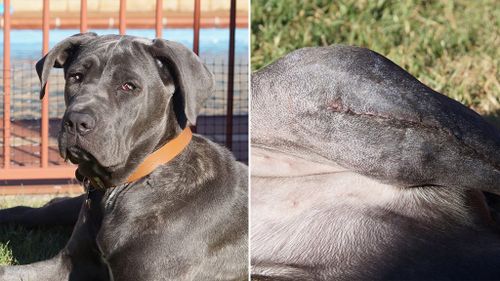 Zali underwent surgery to repair her damaged ligament. (No Kill Pet Rescue)