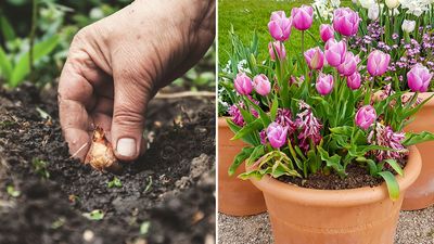 How to know which way to plant bulbs