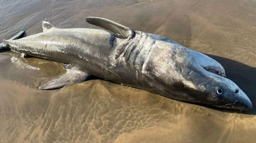 Cette carcasse de requin blanc s'est lavée hier à Hartenbos Beach, Mossel Bay.  L'animal a été tué par un couple d'orques. 