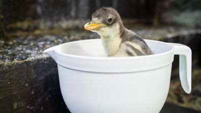 Baby Gentoo Penguin born 