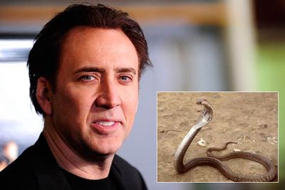Nicolas Cage used to own cobras until he mentioned his unusual pets on Letterman. The actor had to give up the dangerous animals after his neighbours freaked out and threatened to sue.