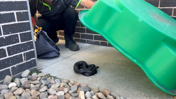 A red-bellied black snake was caught hiding under a kiddie pool in Shellharbour, NSW.