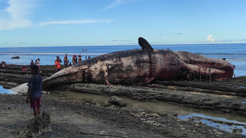 It's believed the eight-metre sperm whale was already dead when it washed ashore. 