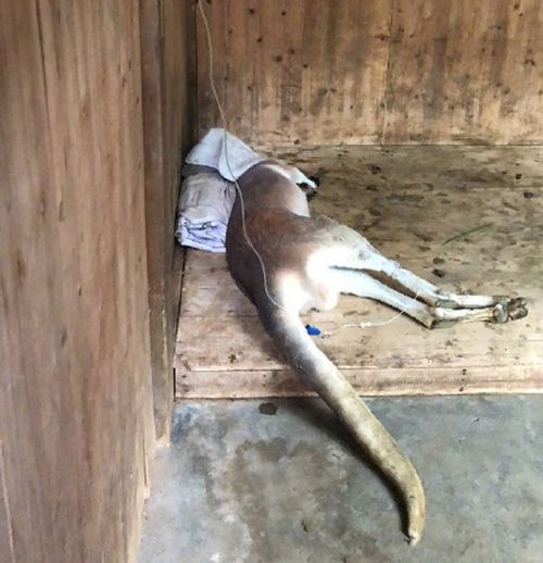 Just days later a five-year-old male kangaroo was left injured after part of a brick was flung into his enclosure. (Weibo)