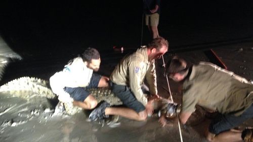 One crocodile was caught in the early morning. One crocodile was caught in the early morning. (WA Department of Parks and Wildlife)