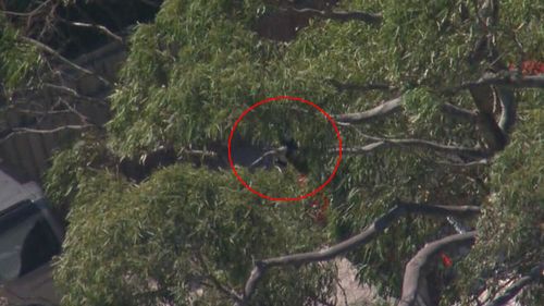 The magpie's wing appears to be caught between two branches.