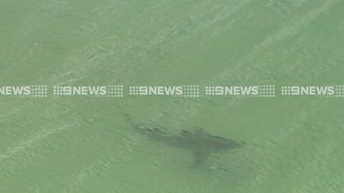 Kill order issued for 4m shark that attacked NSW bodyboarder